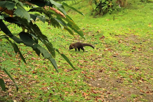 stock image Animal from rainforest of Costa Rica. White-nosed Coati, Nasua narica. Mammal in nature habitat.