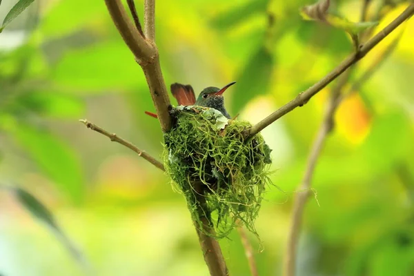 Kolorowe Kolibri Kolibri Kostaryce Ameryka Środkowa — Zdjęcie stockowe