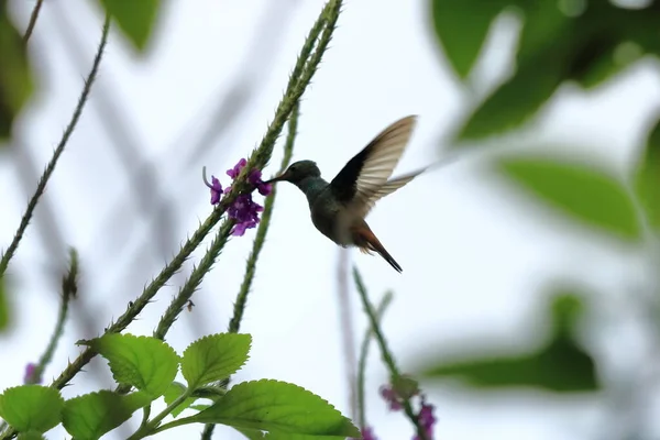 Colibrí Colorido Kolibri Costa Rica América Central — Foto de Stock