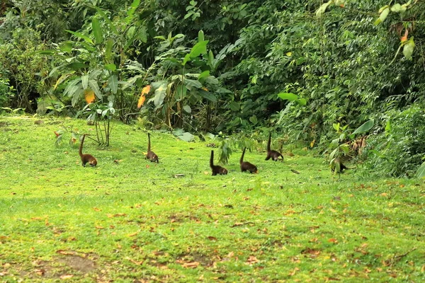 Животное Тропических Лесов Коста Рики Белоносый Коати Насуа Нарика Млекопитающие — стоковое фото