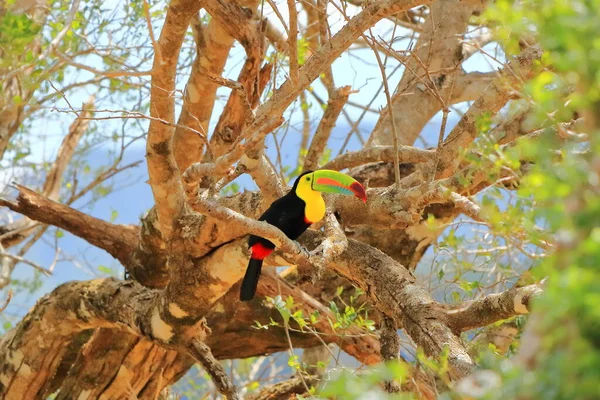 Closeup Keel Billed Toucan Ramphastus Sulfuratus Perched Mossy Branch Costa — Stock Photo, Image