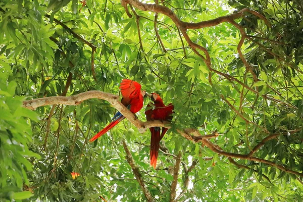 Wilde Scharlachrote Aras Auf Baum Costa Rica — Stockfoto