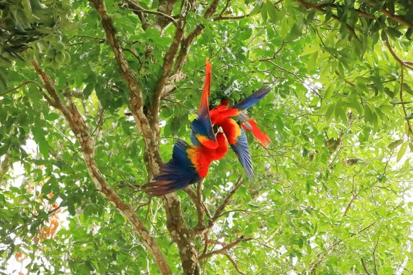 Divoké Šarlatové Macaws Stromě Costa Rica — Stock fotografie