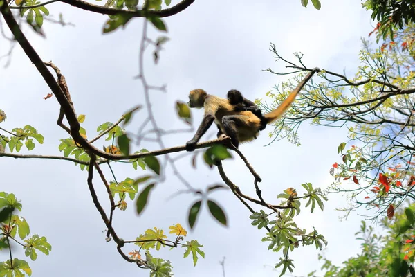 Macaco Aranha Bebê Costa Rica — Fotografia de Stock