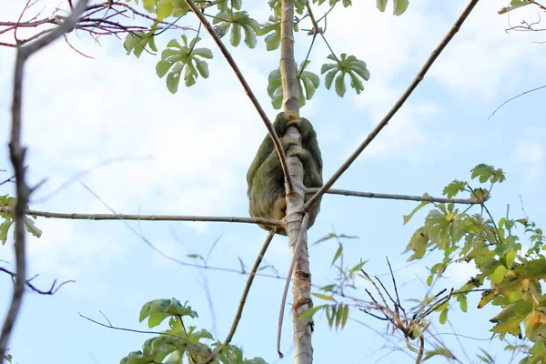 Ağaç Dalında Asılı Sevimli Bir Tembel Hayvan Komik Bir Yüz — Stok fotoğraf