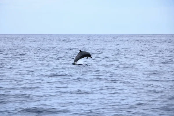 Happy wild pantropical spotted dolphin, Stenella attenuata, jumps free near a whale watching boat in the middle of the Pacific coast, Costa Rica