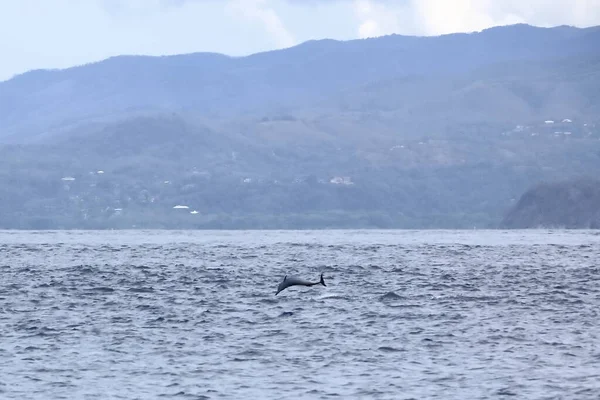 Happy wild pantropical spotted dolphin, Stenella attenuata, jumps free near a whale watching boat in the middle of the Pacific coast, Costa Rica