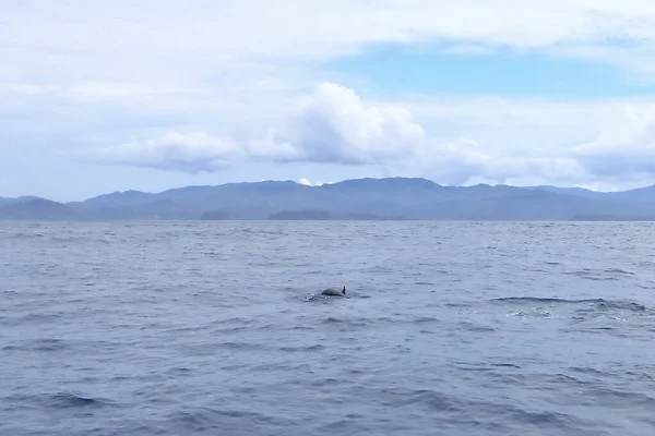 Delfíni Pacifickém Oceánu Kostariky — Stock fotografie