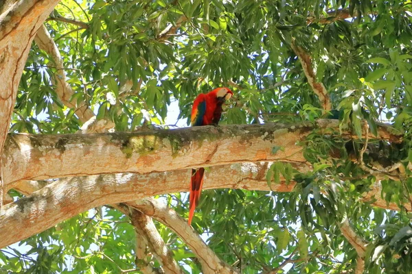 Άγρια Κόκκινα Μακάο Στο Δέντρο Κόστα Ρίκα — Φωτογραφία Αρχείου
