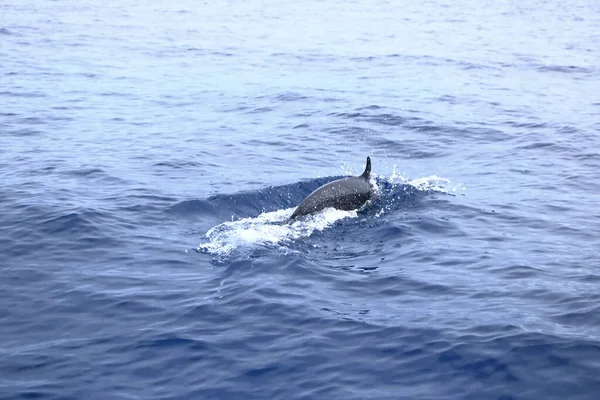Delfines Océano Pacífico Costa Rica — Foto de Stock