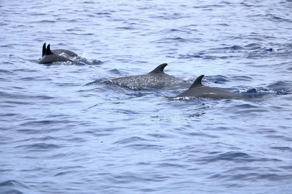 Δελφίνια Στον Ειρηνικό Ωκεανό Της Κόστα Ρίκα — Φωτογραφία Αρχείου