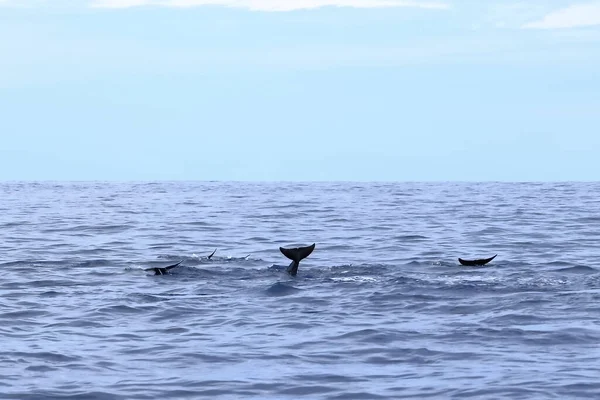 Δελφίνια Στον Ειρηνικό Ωκεανό Της Κόστα Ρίκα — Φωτογραφία Αρχείου