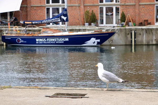 Une Mouette Mer Dans Port Ville Allemande Appelée Wismar — Photo