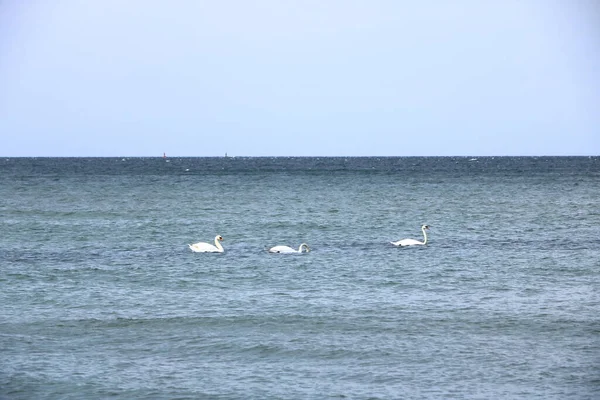 Três Cisnes Nadando Mar Baltico — Fotografia de Stock