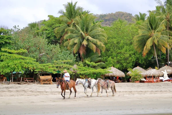 Março 2023 Samara Guanacaste Costa Rica Passeios Cavalo Costa Rica — Fotografia de Stock