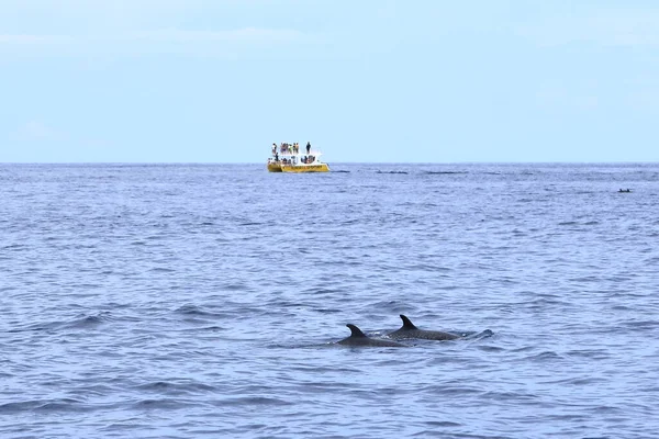 Марта 2023 Самара Гуанакасте Коста Рике Путешествие Лодке Посмотреть Дельфинов — стоковое фото