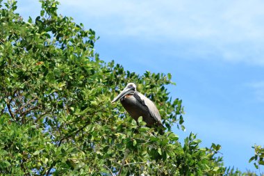 Kosta Rika 'da okyanusun kıyısındaki bir ağaçta dinlenen bir grup kahverengi pelikan..