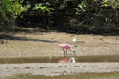 Bir Roseate Spoonbill 'in Kapanışı, Kosta Rika
