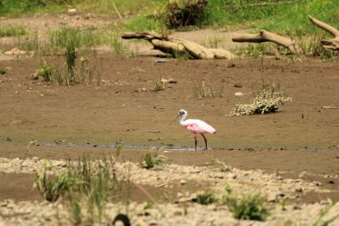 Bir Roseate Spoonbill 'in Kapanışı, Kosta Rika