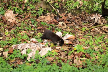 Kosta Rika'nın yağmur ormanlarından gelen hayvanlar. Beyaz burunlu Coati, Nasua narica. Memeli doğada yaşam.