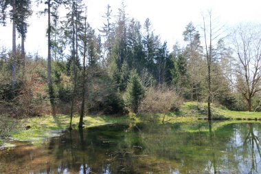 Yansımaları olan küçük bir göl.