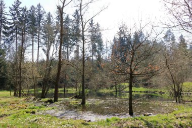 Yansımaları olan küçük bir göl.