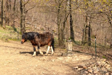 Kahverengi at içme cihazından su içiyor.