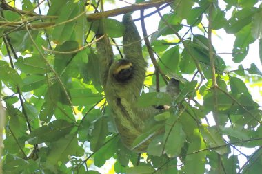 Ağaç dalında asılı sevimli bir tembel hayvan, komik bir yüz ifadesi, Kosta Rika yağmur ormanlarındaki vahşi hayvan portresi, Bradypus çeşidi, kahverengi boğazlı üç parmaklı tembel hayvan.