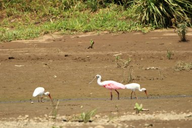 Bir Roseate Spoonbill 'in Kapanışı, Kosta Rika