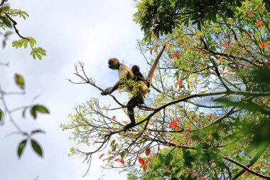 Örümcek maymun ve bebek, Kosta Rika