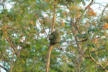 Ağaç dalında asılı sevimli bir tembel hayvan, komik bir yüz ifadesi, Kosta Rika yağmur ormanlarındaki vahşi hayvan portresi, Bradypus çeşidi, kahverengi boğazlı üç parmaklı tembel hayvan.