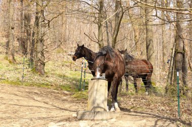 Kahverengi at içme cihazından su içiyor.