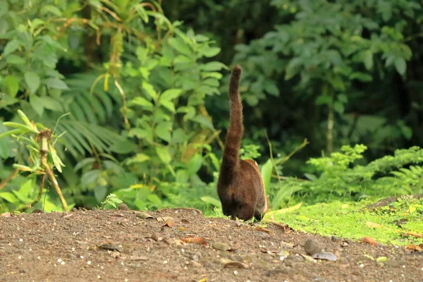 Animal Floresta Tropical Costa Rica Coati Nariz Branco Nasua Narica — Fotografia de Stock