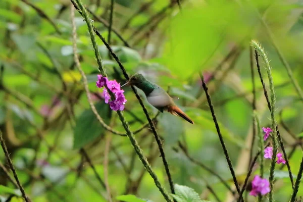 Colibrí Colorido Kolibri Costa Rica América Central — Foto de Stock