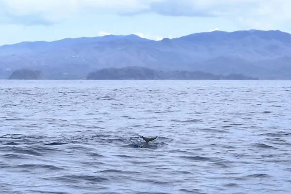 Delfiinit Costa Rican Tyynenmeren Alueella — kuvapankkivalokuva