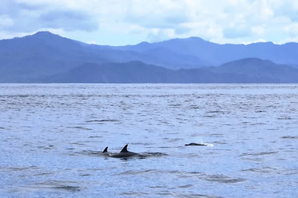 Дельфины Тихом Океане Коста Рики — стоковое фото