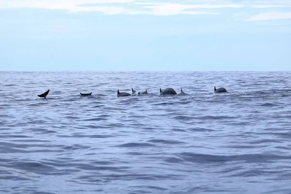 Delfini Nell Oceano Pacifico Della Costa Rica — Foto Stock