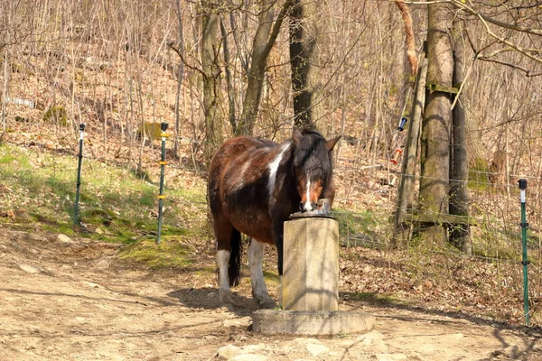 Καφέ Άλογο Πίνει Νερό Από Συσκευή Πόσιμου Νερού — Φωτογραφία Αρχείου
