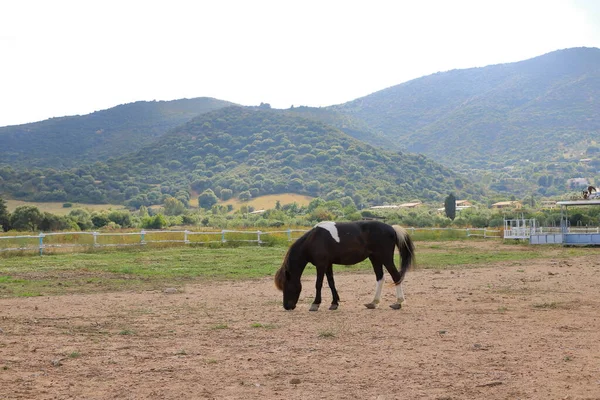Sardunya Bir Çayırda Siyah Beyaz Bir Atın Yatay Görüntüsü — Stok fotoğraf