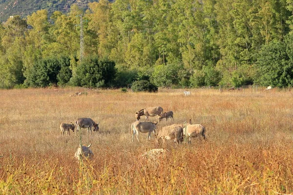 Sekawanan Keledai Dengan Keturunan Sardinia — Stok Foto