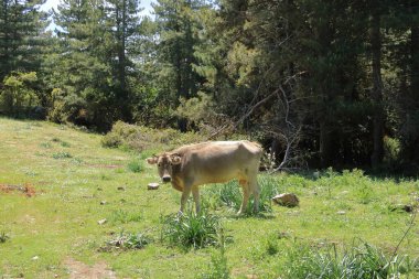 İtalya 'daki Sardunya dağlarında beyaz inek