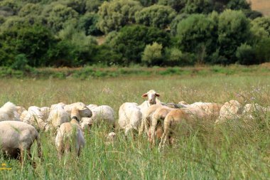 Deniz kıyısındaki yeşil çimlerin üzerinde bir koyun sürüsü. Sardunya, İtalya