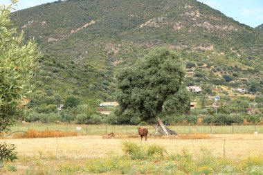 Kırsalda kahverengi eşekler. İtalya 'da Sardunya