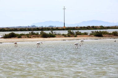 Pembe flamingolar ve diğer kuşlar İtalya 'nın Sardunya adasındaki Akdeniz sularında yürürler. Arkalarında Cagliari kasabası var.