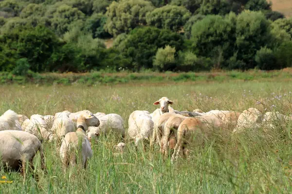 Een Herd Sheep Het Groene Gras Bij Zeekust Sardinië Italië — Stockfoto