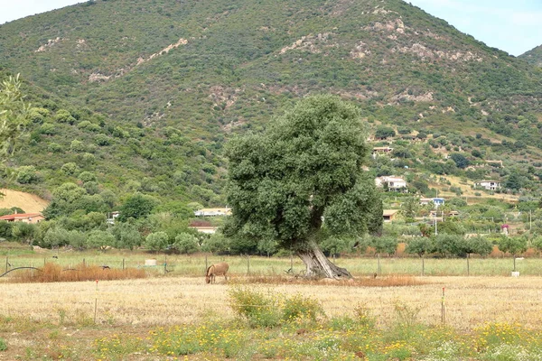Коричневые Ослы Сельской Местности Сардиния Италии — стоковое фото