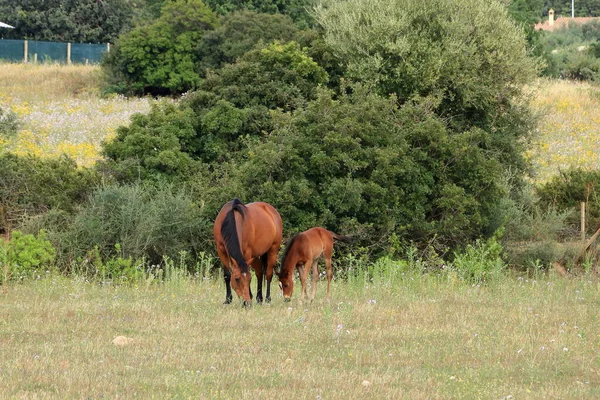 在撒丁岛的一个农场里 一匹棕色的马和它的小马驹在一个绿色的牧场上 — 图库照片