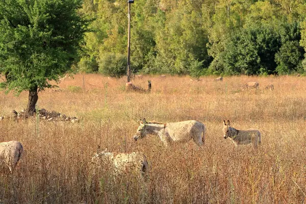 Herd Donkeys Offspring Sardinia — Stock Photo, Image