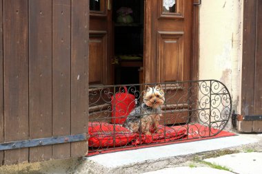 Balkonda bir Yorkshire Teriyeri