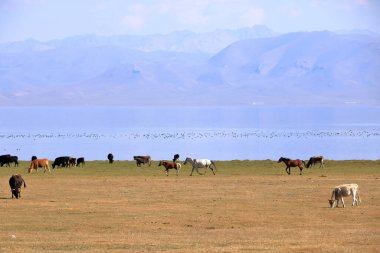 Kırgızistan 'da Song-Kul Gölü İnekleri (Song-Kol)
